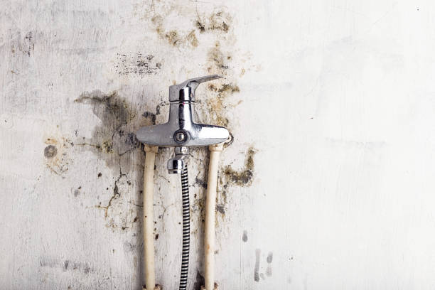 Best Fast Mold Removal  in Ocean Gate, NJ