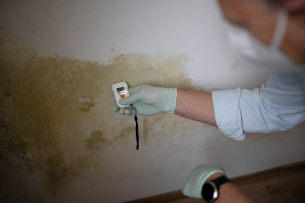 Best Mold Remediation Experts  in Ocean Gate, NJ