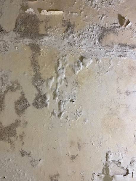Mold Removal and Inspection in Ocean Gate, NJ