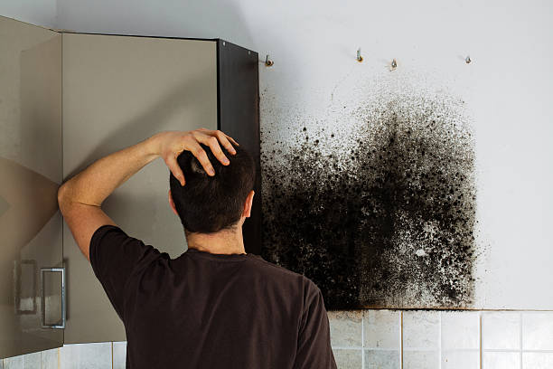 Best Black Mold Removal  in Ocean Gate, NJ
