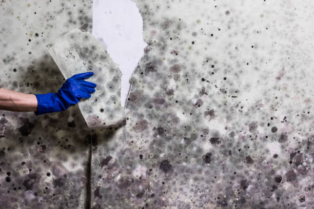 Best Affordable Mold Removal  in Ocean Gate, NJ