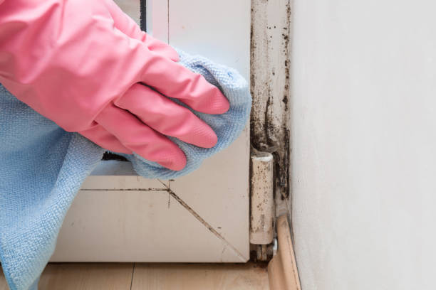 Best Toxic Mold Removal  in Ocean Gate, NJ