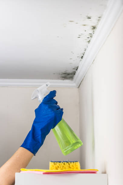 Best Crawl Space Mold Removal  in Ocean Gate, NJ