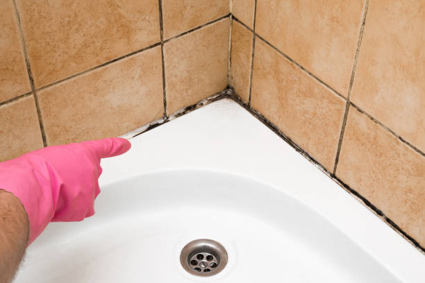 Best Mold Removal and Inspection  in Ocean Gate, NJ